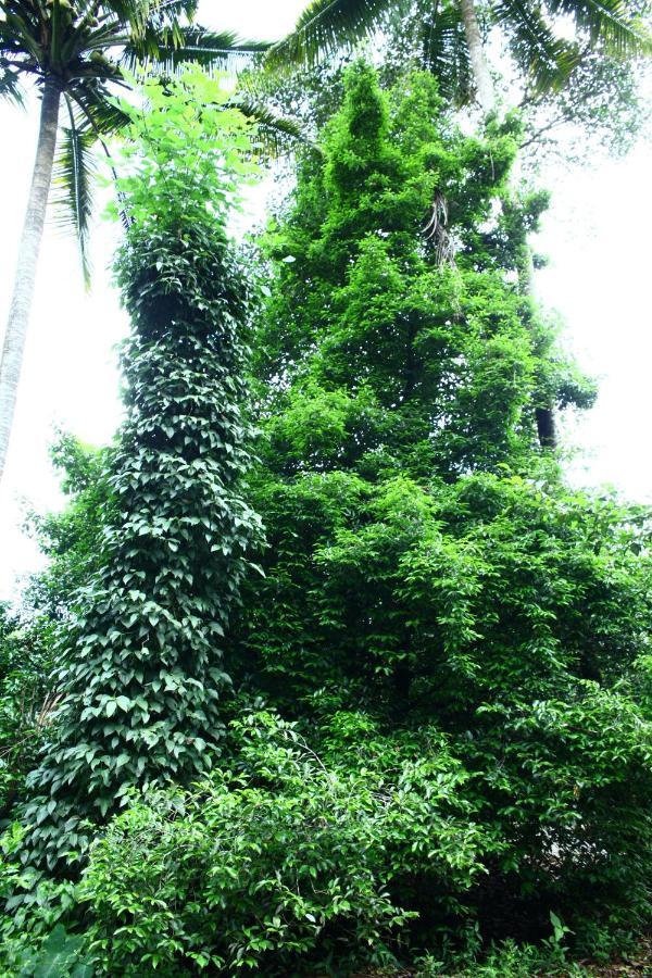 Hill Rock Apartment Idukki Exterior foto